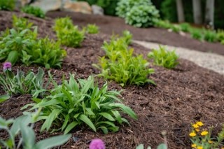 Mulch Beds.