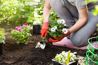 Plant Planting.